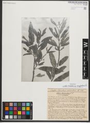 Foto von Salix triandra subsp. amygdalina (L.) Schübl. & G. Martens